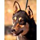 KIARA 4 - Pflegestelle Steiermark, hübsche, freundliche Husky-Mix - Hündin