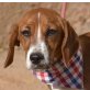 KIARA, Beagle-Mischling, kastriert - Hündin