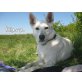 KIARA, Weißer Schäferhund - Rüde