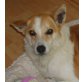 KIKA 8, Pflegestelle Niederösterreich, Spitz-Mix - Hündin