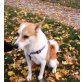 KIKA 8 - Pflegestelle Niederösterreich, süße Spitz-Mix - Hündin