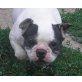 KIKA 9, Pflegestelle Niederösterreich, extrem freundliche FRANZÖSISCHE BULLDOGGE - Hündin
