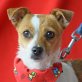 KIKA - Linares - kastriert, Chihuahua-/Jack-Russell-Terrier-Mischling - Hündin