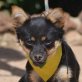 KIKI, Chihuahua-Mischling, kastriert Welpen - Hündin