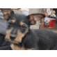 KIKI, Terrier-Mischling sprüht vor Lebensfreude Welpen - Hündin