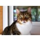 KIKI, Wohnungskatze - Katze