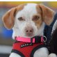 KIKI - kastriert, Jack-Russell-Terrier-Mischling - Hündin