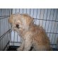 KIKKI, Tibet Terrier Mix - Hündin