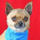KIKO - Linares, Chihuahua-Mischling, kastriert - Rüde