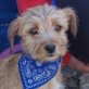 KIKO, Terriermischling - kastriert Welpen - Rüde