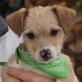 KIKO - Ubeda, unkastriert, Jack-Russell-Terrier-Mischling Welpen - Rüde