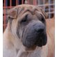 KILANO, Pflegestelle bzw. Fixplatz gesucht, BRAUCHT DRINGEND HILFE!!! Shar-Pei - Rüde