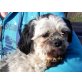 KILIAN 2, Pflegestelle Salzburg, Shih Tzu - Rüde