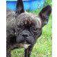 KIMBA 2, Französische Bulldogge - Hündin