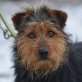 KIMBA - Linares, Lakeland-Terrier-Mischling, kastriert - Rüde