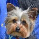 KIMBA - Linares, Yorkshire-Terrier, kastriert - Rüde