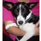 KIMBERLY, Pflegestelle Niederösterreich, freundlich + anhänglich: TERRIER-Mix - Hündin