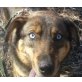 KIMBI, Pflegestelle Niederösterreich, wunderschöne, aktive Alaska-Husky - Hündin