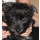 KIMMY, Cairn Terriermix,Pflegestelle NÖ Welpen - Hündin