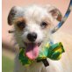 KING - Linares, Chihuahua-/Yorkie-Mischling, kastriert - Rüde