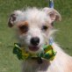 KING - Linares, Chihuahua-/Yorkie-Mischling, kastriert - Rüde