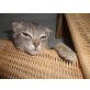 KINGA, Abissinier - Katze