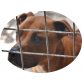 KIRÁLY  HOFFT AUF EIN WUNDER!, Stafforshire Bull Terrier - Rüde
