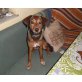 KIRA, Labrador Jack -Russel kleiner bleiben - Hündin