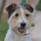 KIRA - Linares, Foxterrier Mix, kastriert - Hündin