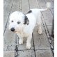 KIRA, Pudel-Terrier-Mix - Hündin