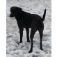 KIRA, Vizsla-Mix - Hündin