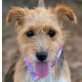 KIRA, Welsh-Terrier-Mischling - kastriert - Hündin
