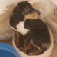 KIRA - in der Tötung , Jagdhund-Mischling Welpen - Hündin