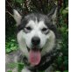 KIRIMA Kira, Pflegestelle Niederösterreich, gutmütige, menschenbezogene HUSKY - Hündin