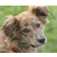 KIRLY, Pflegestelle Wien, Schmuserin - Whippet/Bordercolliemix - Hündin