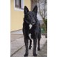 KIRO, Pflegestelle Niederösterreich, freundlicher, menschenbezogener Mix - Rüde