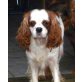 KIRSTEN - Pflegestelle Niederösterreich, hübsche Cavalier King Charles-Spaniel-Mix - Hündin