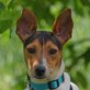KISKA - kastriert, Bodeguero-Andaluz=span. Jack-Russell - Hündin