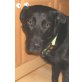 KITO Bummerl, Pflegestelle Niederösterreich, fröhlicher Traumhund! Labi/Staff/Schäfer-Mix - Rüde