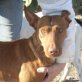 KITO, Podenco - Rüde
