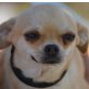 KITTY - Linares, Chihuahua - kastriert - Hündin