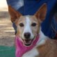 KITTY, Podenco, kastriert - Hündin