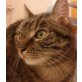 KITTY SENIORIN  (bevorzugt Einzelhaltung), Tierschutz - Katze