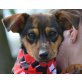 KITTY - unkastriert, Dackel-Pinscher-Mix Welpen - Hündin