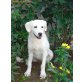 KLARA, Retriever - Mix - Hündin