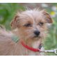 KLARA - kastriert, Yorkshire-Terrier-Mischling - Hündin