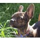 KLAUS, Bulldoggenmix,Pflegestelle Wien Welpen - Rüde