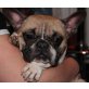 KLEINE MÜ - Pflegestelle Wien/Niederösterreic, hübsche, zuckersüße FRANZÖSISCHE BULLDOGGE - Hündin