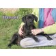 KLEINER HANSEL (M) ... SUCHT KÖRBCHEN! - Rüde