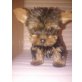 KLEINWÜCHSIGE YORKY, Yorkshire Terrier Welpen - Rüde